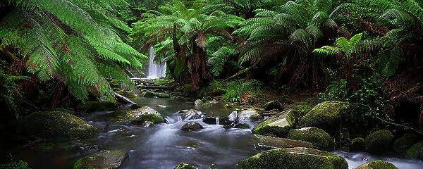 Beauchamp Falls. Ferns and mossy rocks at Beauchamp falls in Otway National