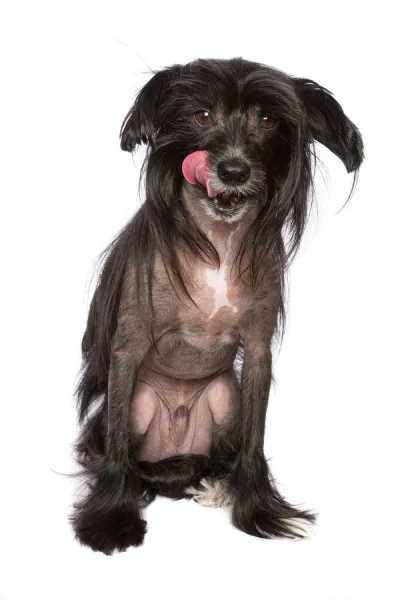 Black Chinese Crested Dog with its tongue sticking out on a white backdrop