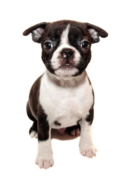 Boston Terrier Puppy on white backdrop