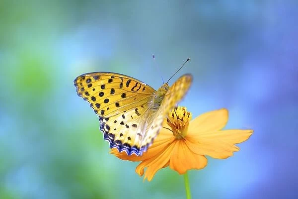 A butterfly on a yellow cosmos
