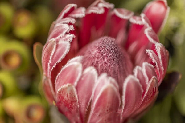 Close Up of a single pink Protea flower with gum nuts in the background