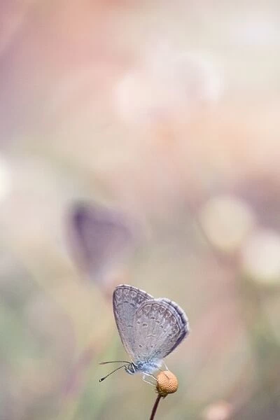 Common Grass Blue Butterfly