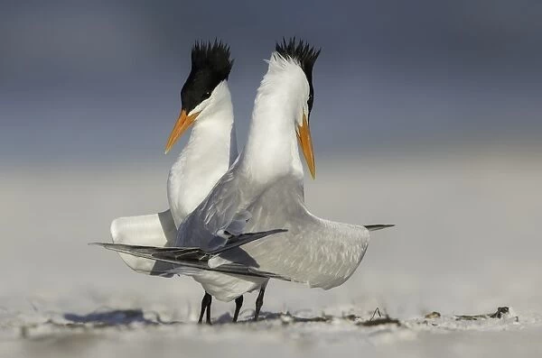 Courting Royal Terns