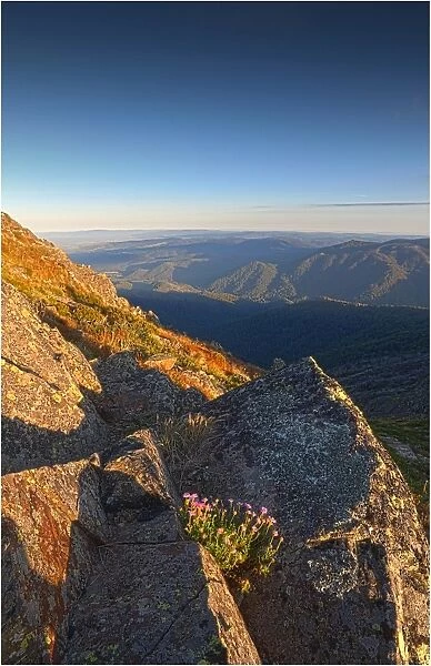 Dawn light near the summit of Mount Buller, in the high country of central Victoria