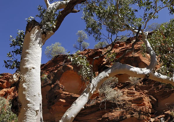 Eucalyptus with white bark against red rock formations in Kings Canyon