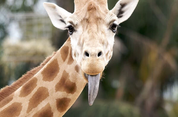 Giraffe sticking tongue out