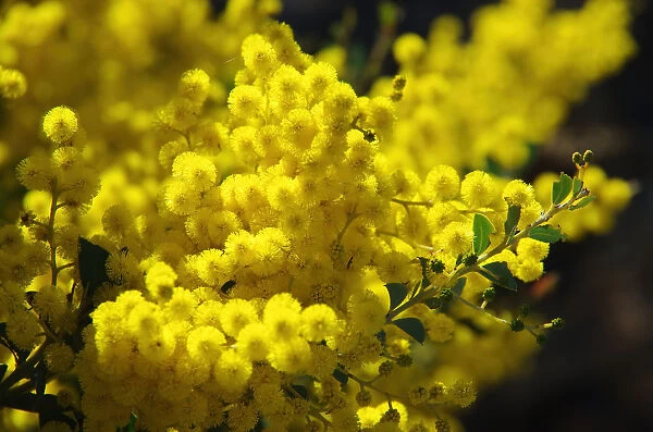 Golden wattle tree in bloom For sale as Framed Prints, Photos, Wall Art and  Photo Gifts