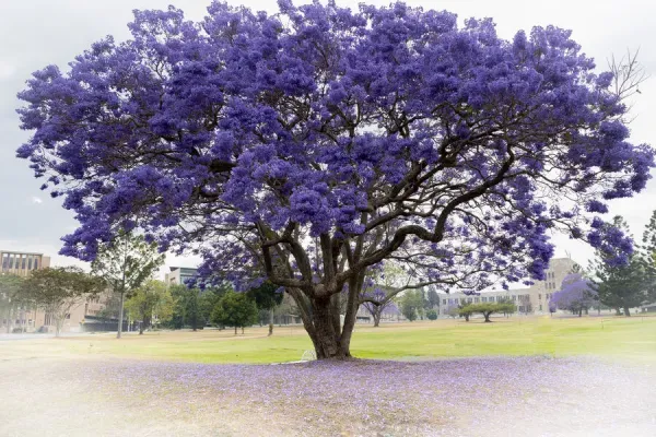 Jacaranda Tree In Full Bloom In Brisbane Queensland Photos Framed Prints Jacaranda Tree In Full Bloom In Brisbane Queensland Photos Framed Prints