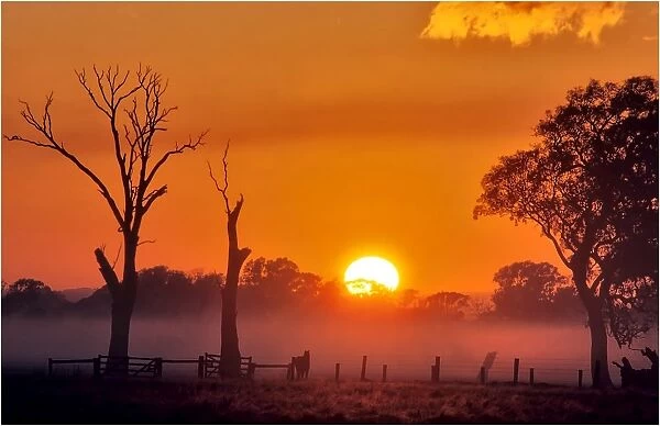 A misty dawn in the rural area of Carrum downs, Victoria, Australia