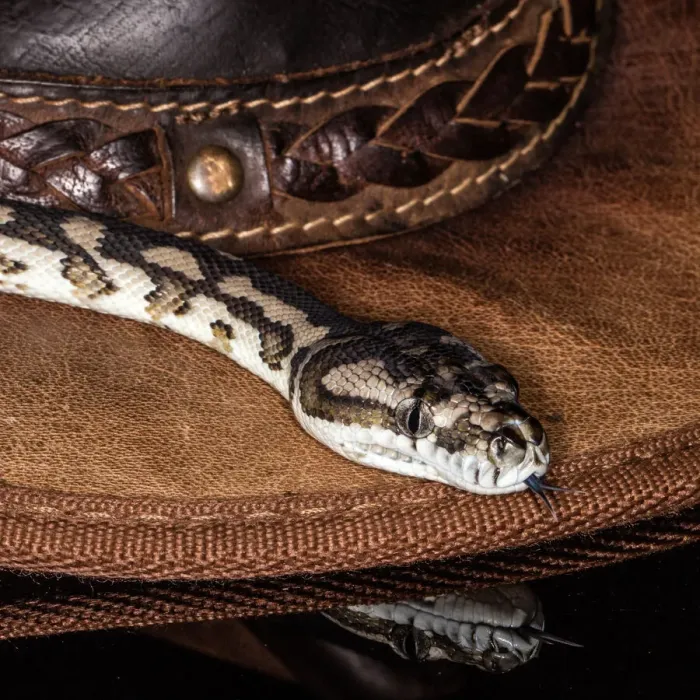 Framed Print : Snake Carpet Python Print