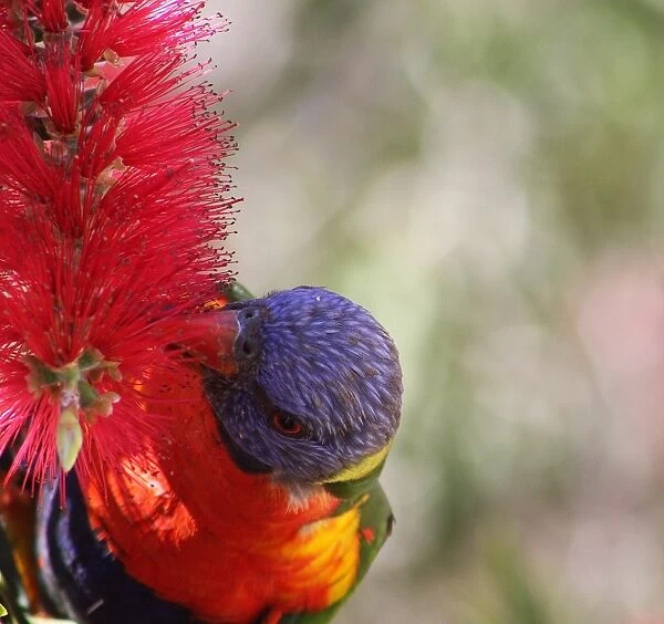 rainbow lorikeet birds