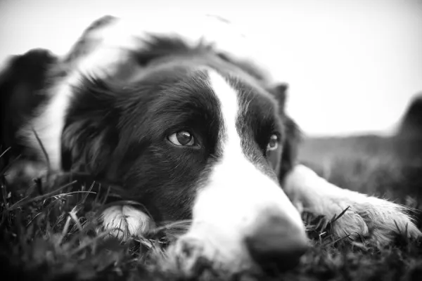 Resting Border Collie (Black & White)