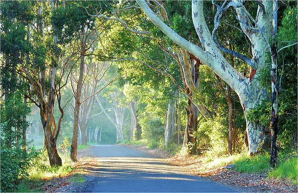 Back road to Narooma, New South Wales, Australia