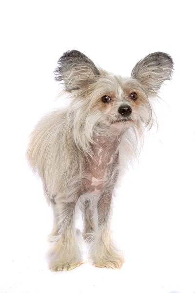 Sable and White Chinese Crested Dog looking at the camera on a white backdrop