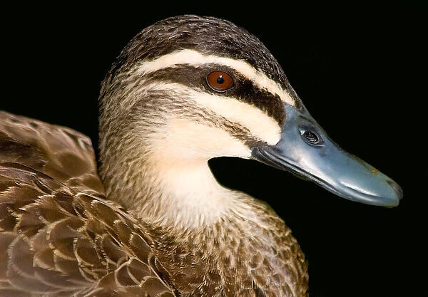 A single duck on a lake