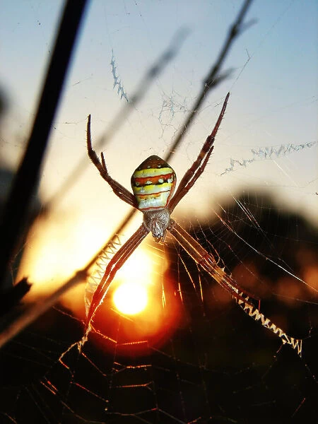 St Andrews Cross Spider with the sun in the backgr