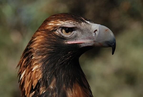 Wedge-tailed eagle. South Australia, Kangaroo Island