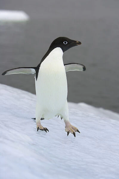 Adelie penguin on ice, Antarctic Peninsula