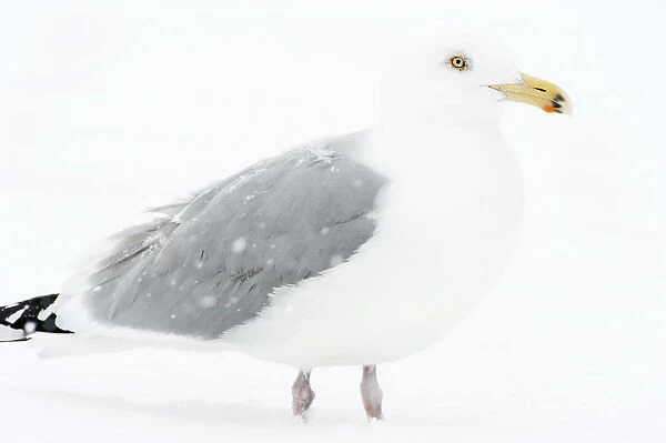 Adult herring gull in winter