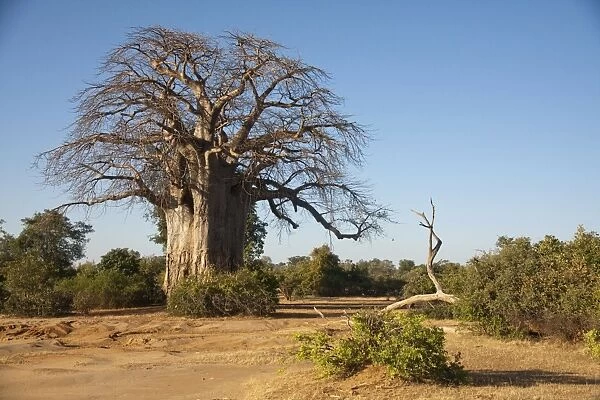 African Baobab -Adansonia digitata- in bushland, Lower Zambezi, Zambia