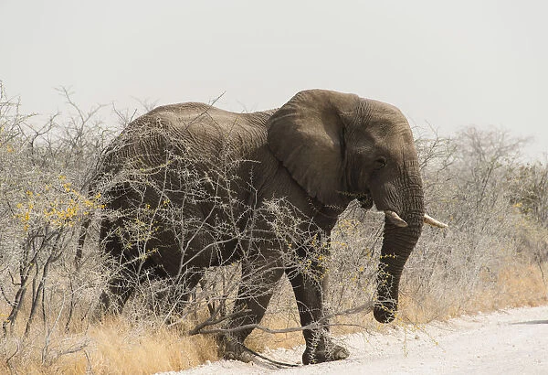 African Bush Elephant -Loxodonta africana-, bull crossing a road, Etosha National Park, Namibia