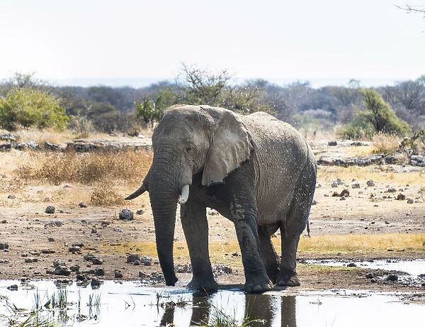 African Elephant -Loxodonta africana- drinking in the water, Etosha National Park, Koinachas waterhole, Namibia