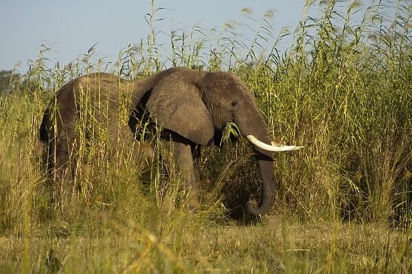 African Elephant -Loxodonta africana- feeding on high reeds on the river banks of the Zambezi, Lower Zambezi, Zambia