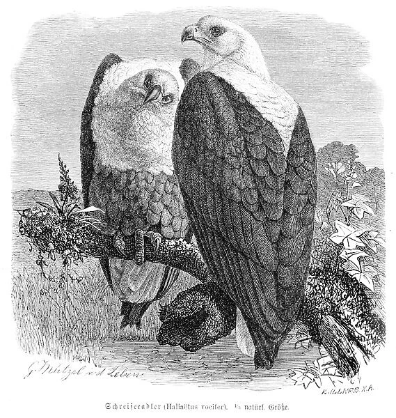 African fish eagle engraving 1892