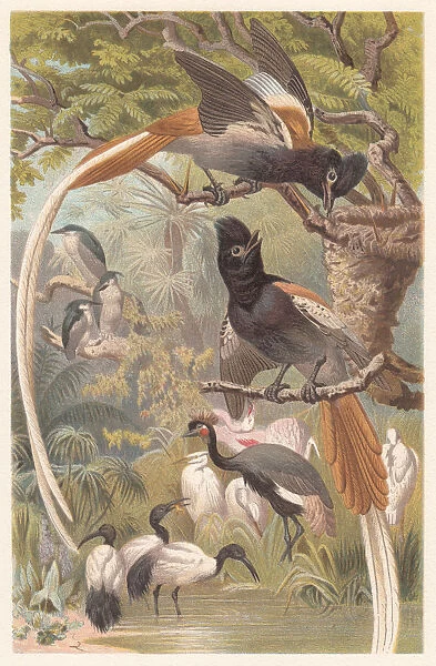 African Paradise Flycatcher (Terpsiphone viridis), lithograph, published in 1882