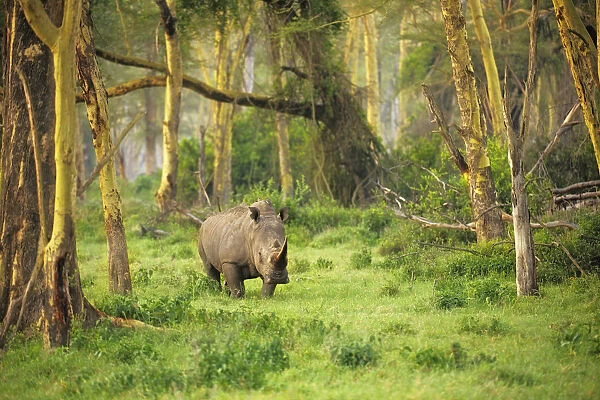 African White rhinoceros (Ceratotherium simum) alone at dawn in the Golden Forest of Fever Trees in Lake Nakuru, Kenya