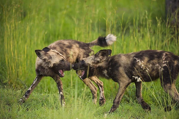 African wild dog (Lycaon pictus) interacting playfully at sunset in the Kruger National Park, South Africa