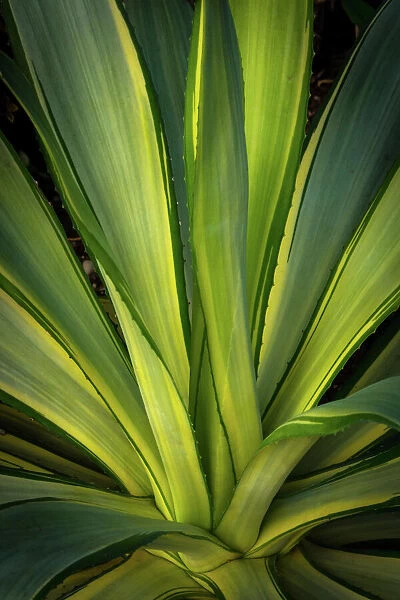Agave plant with tri-color leaves