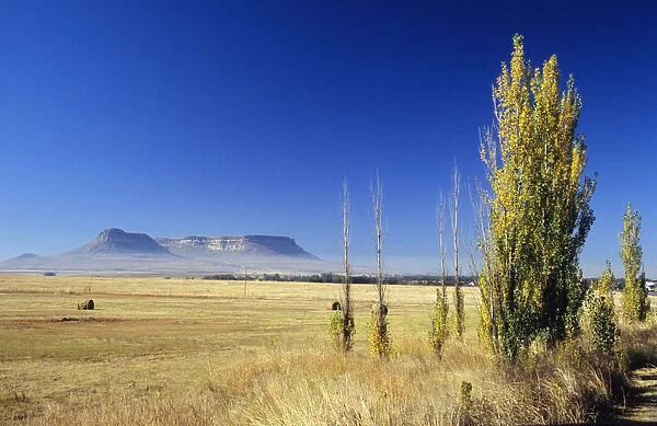 Agriculture, Blue, Clear Sky, Color Image, Crop, Cultivated, Day, Farm, Field, Free State Province