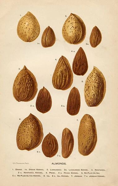 Almonds illustration 1892