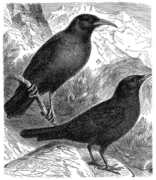 The Alpine chough and yellow-billed chough, (Pyrrhocorax graculus)