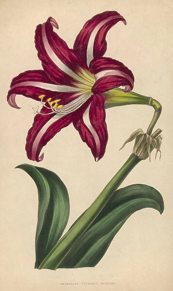 Amaryllis. Illustration entitled Amaryllis Victoria Superba, depicting a large red flower