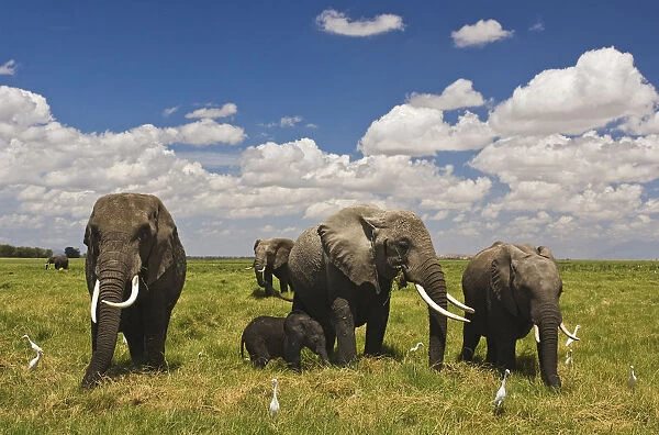 amboseli national park, animal family, animal themes, beauty in nature, color image