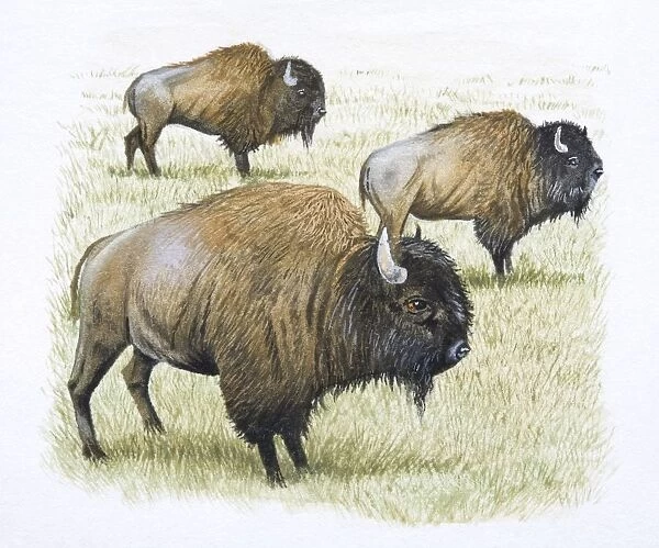 American Bison, Bison biso, side view
