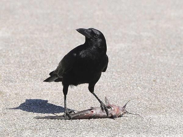 American crow, Corvus brachyrhynchos, eating a walking catfish, Clarias batrachus. Everglades National Park, Florida, USA. UNESCO World Heritage Site (Biosphere Reserve)