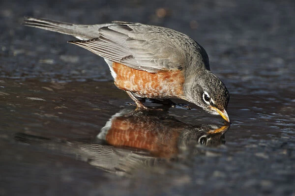 American robin drinking at puddle