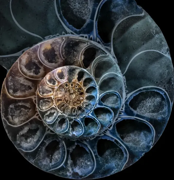 Framed Print : Ammonite Shell Print: Intricate Blue-Brown Pattern Framed Print : Ammonite Shell Print: Intricate Blue-Brown Pattern