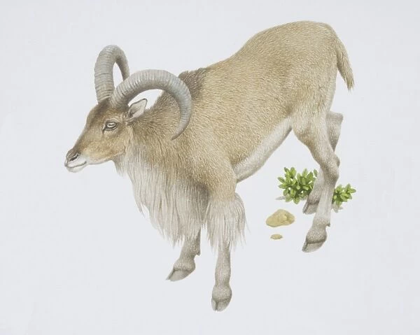 Ammotragus lervia, Barbary Sheep
