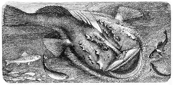 Angler (Lophius piscatorius)