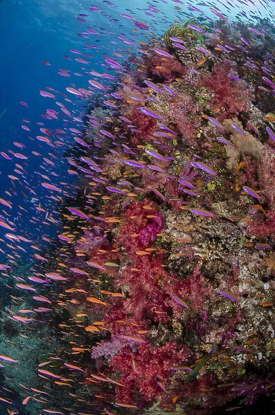 Anthias (Pseudanthias squamipinnis) swimming close to coral reef, Fiji