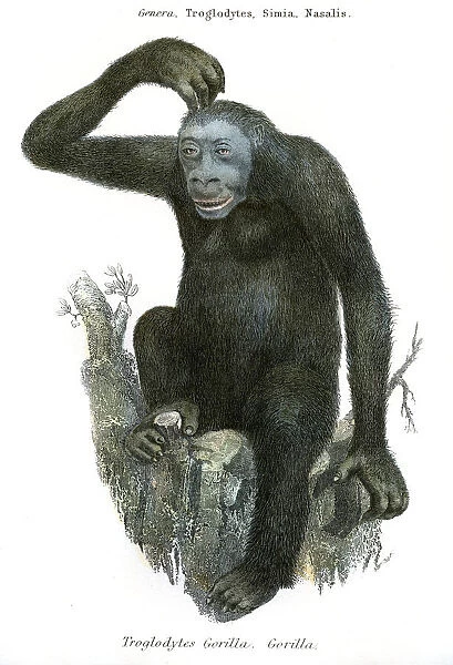 Antique illustration gorilla 1803