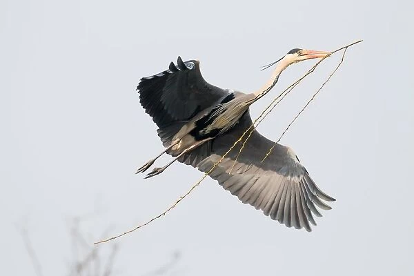 Approaching Grey Heron (Ardea cinerea) with nesting material, Hesse, Germany