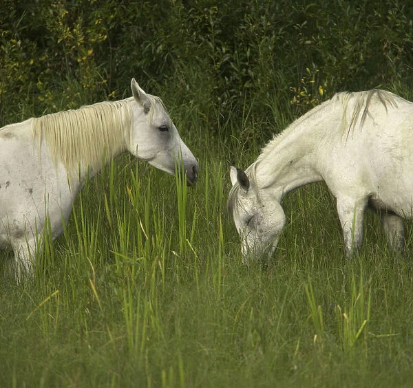 Two Arabian mares grazing in tall grass, side view