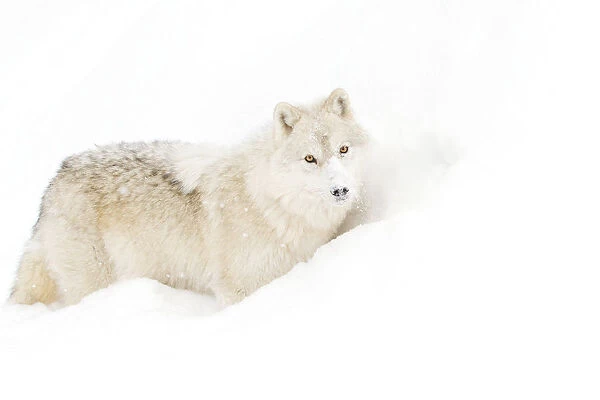 Arctic Wolf in Snow