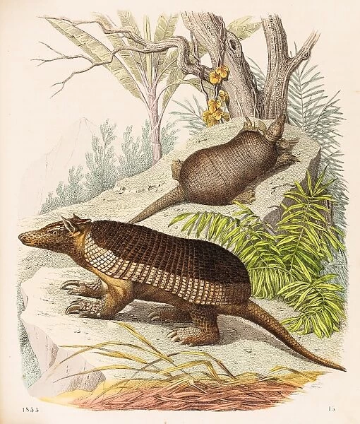 Armadillos illustration 1853