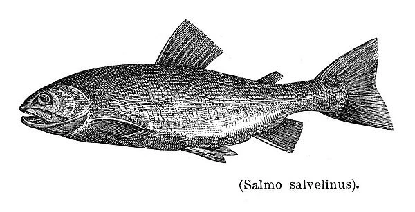 Artic charr salmon engraving 1897
